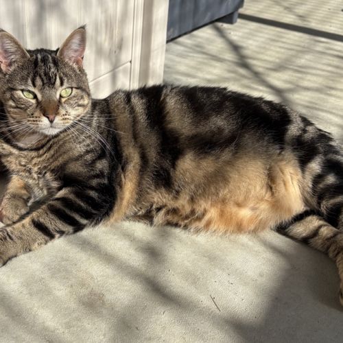 Cody - Domestic Short Hair Cat