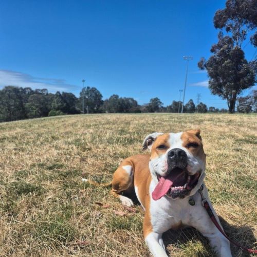 Yoko Newhaven - American Bulldog