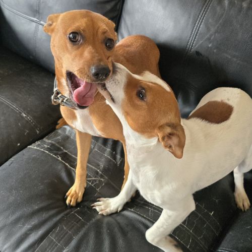 Trixie and Kayla - Jack Russell Terrier x Miniature Pinscher Dog