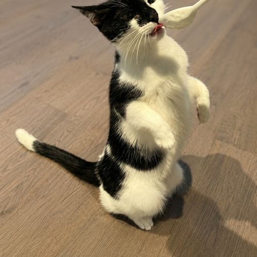 Squid - Domestic Short Hair (DSH) Cat