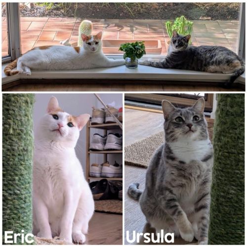 8049 & 8051 - Ursula & Eric - Domestic Short Hair (DSH) Cat