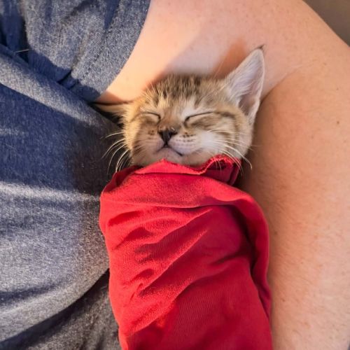 Mitzi - Domestic Short Hair (DSH) Cat