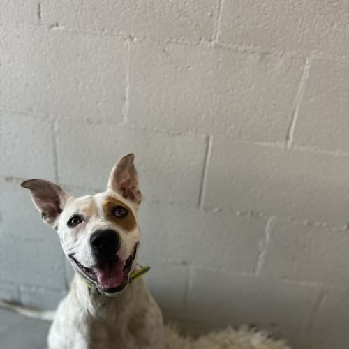 Pirate - American Staffordshire Terrier x Australian Cattle Dog