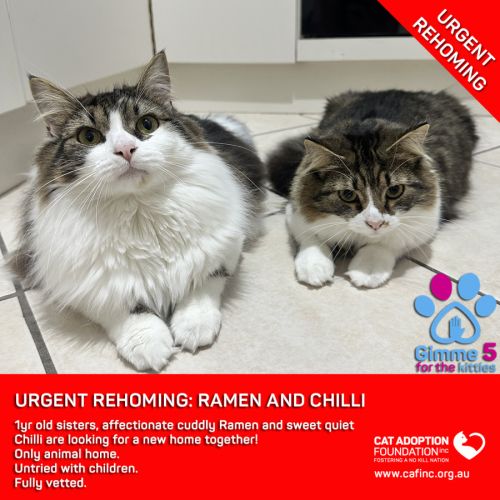 Ramen and Chilli - Domestic Medium Hair (DMH) Cat