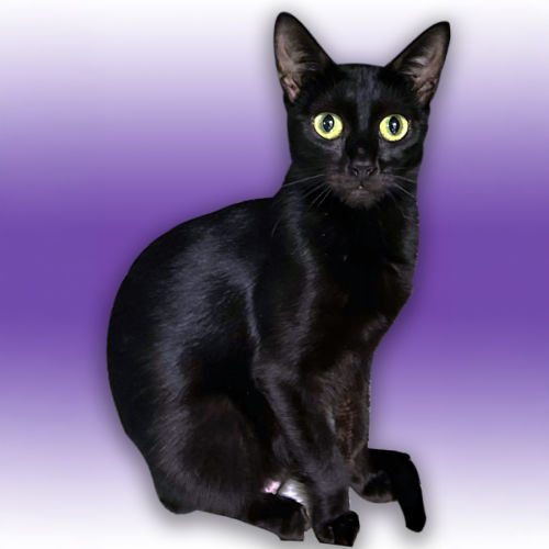 Sapphire - Domestic Short Hair (DSH) Cat