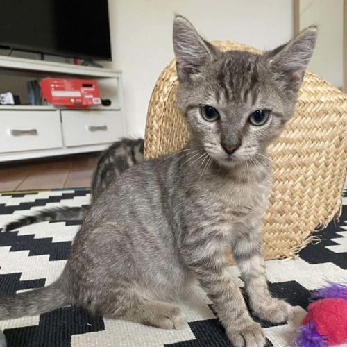 Arthur  - Domestic Short Hair (DSH) Cat