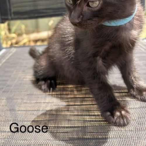 Goose - Domestic Short Hair (DSH) Cat