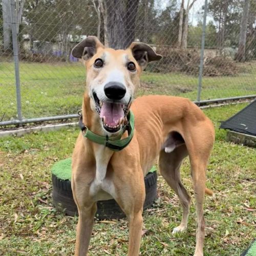 Stanley  - Greyhound Dog