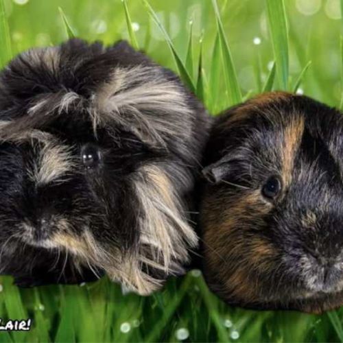 Fluffy and Sushi -  Guinea Pig