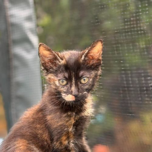 Oreo - Domestic Short Hair (DSH) Cat