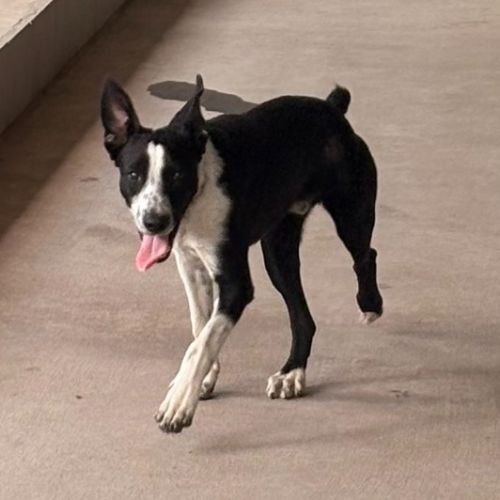 Tucker - Border Collie x Mixed breed Dog