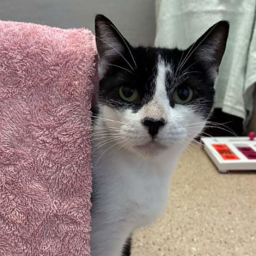 Bindi - Domestic Short Hair (DSH) Cat