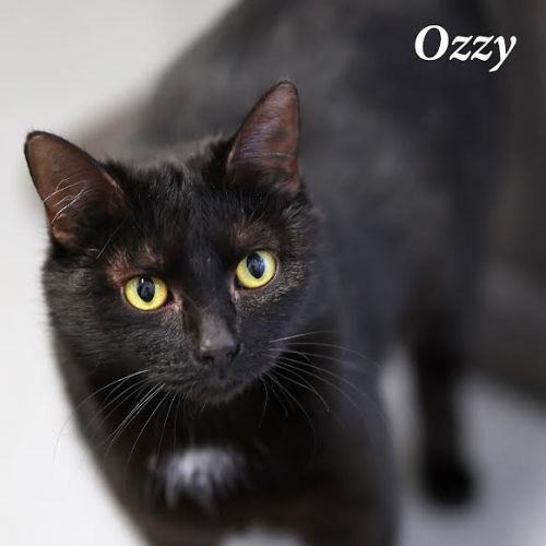 Ozzy - Domestic Short Hair (DSH) Cat