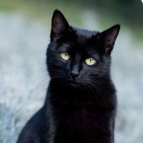 Landon - Domestic Short Hair Cat
