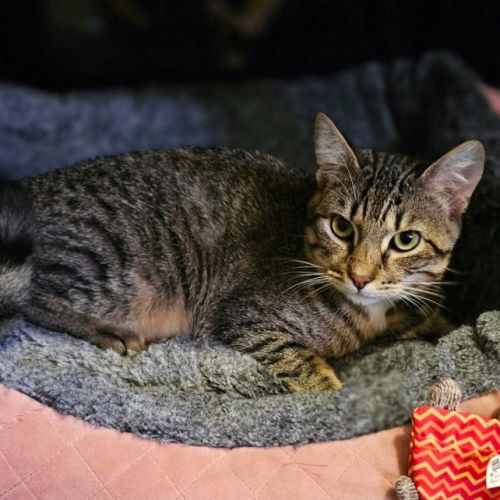 Remi *9 Lives Project Rescue* - Domestic Short Hair (DSH) Cat
