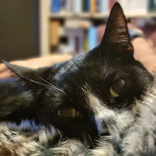 Tuxedo - Domestic Short Hair (DSH) Cat