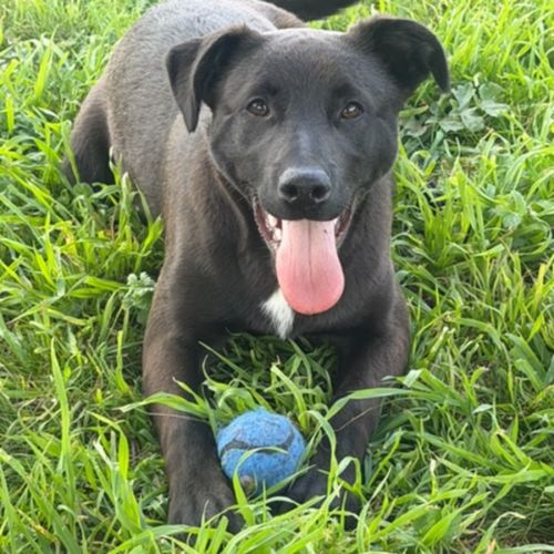 Shadow - Australian Kelpie Dog