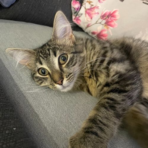 K1596 Kiki - Domestic Short Hair (DSH) Cat