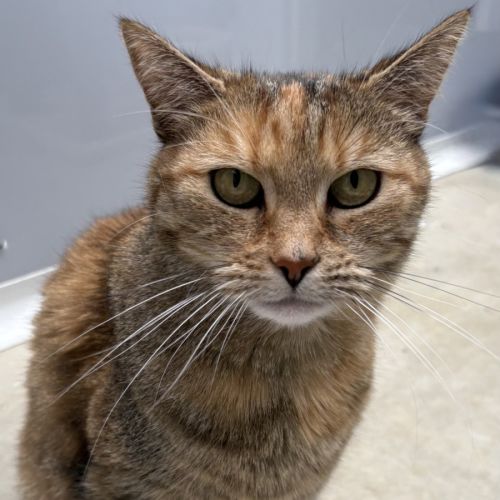 Autumn - Domestic Short Hair (DSH) Cat