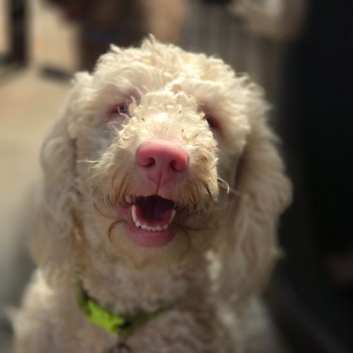 Bindi - Poodle (Toy) Dog