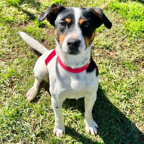 Buster - Jack Russell Terrier Dog