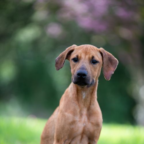 Bruno - Bull Arab Dog