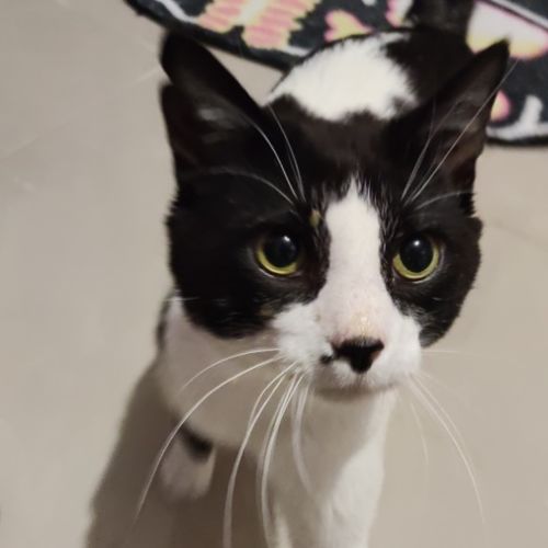 Cassidy - Domestic Short Hair (DSH) Cat