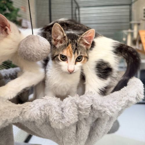 Baby Spice - Domestic Short Hair (DSH) Cat