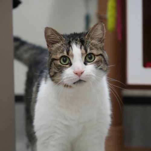 Byron  - Domestic Short Hair (DSH) Cat
