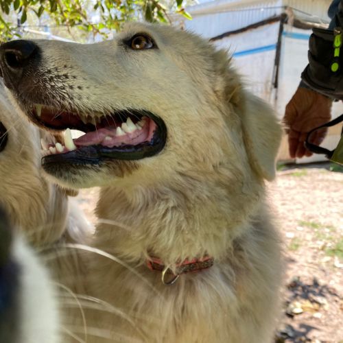 Rosey - Maremma Sheepdog