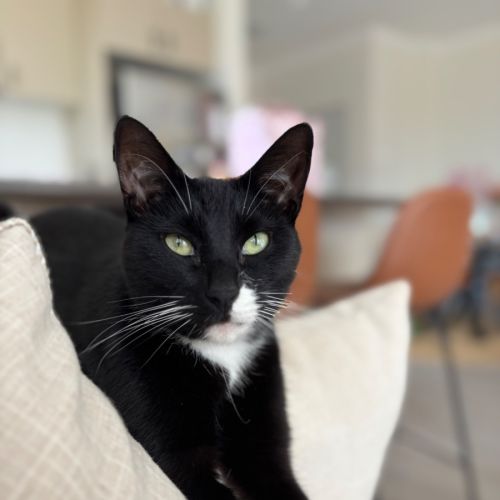 Panda - Domestic Short Hair (DSH) Cat