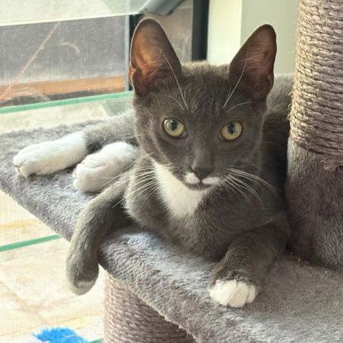 Lilly - Domestic Short Hair (DSH) Cat
