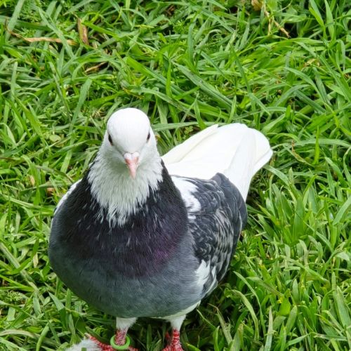 Blueberry -  Bird