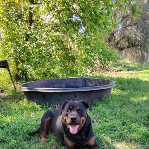 Chico - Rottweiler Dog