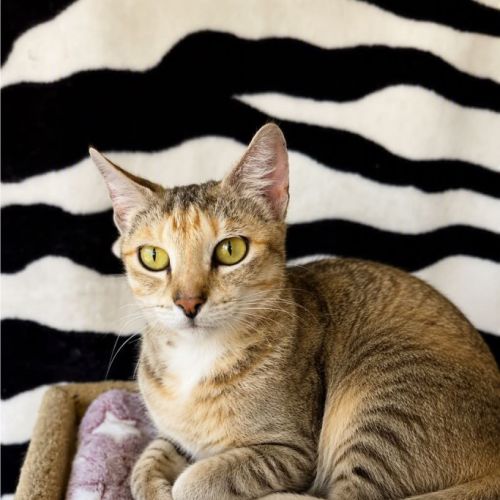 Speckles - Domestic Short Hair (DSH) Cat