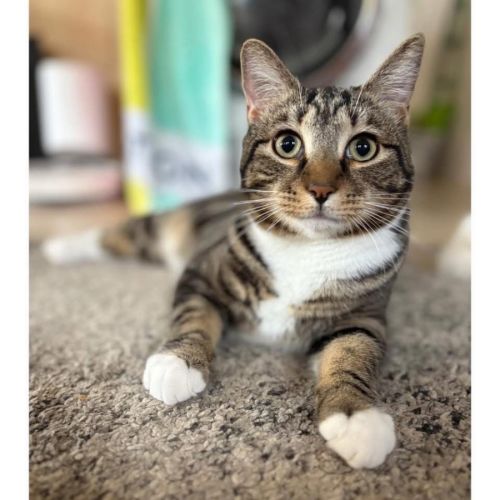 12433 - Parker - Domestic Short Hair (DSH) Cat