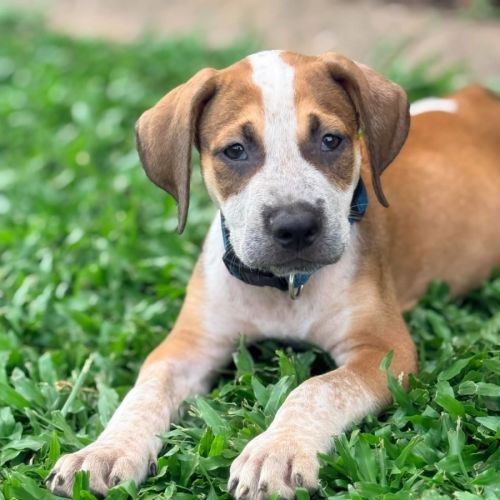 Sloan - Shar Pei Dog