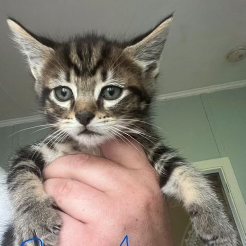 Rubble - Domestic Short Hair (DSH) Cat