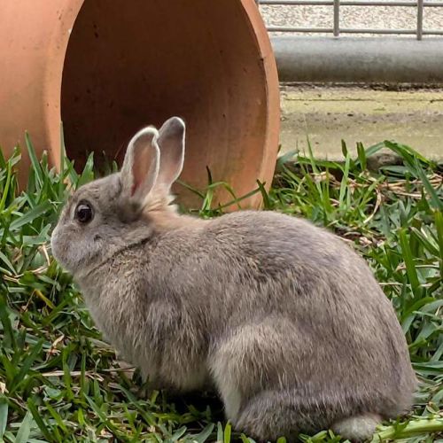 Lil Milky - Netherland Dwarf Rabbit