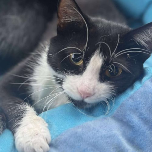 Pip - In foster care in Cranbourne - Domestic Short Hair (DSH) Cat