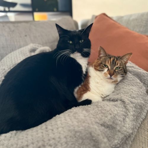 Flip & Bagel - The Chunky Monkeys - Domestic Short Hair (DSH) Cat