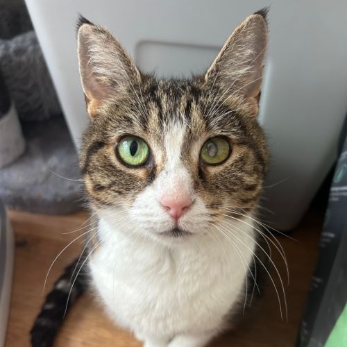 Valerie  - Domestic Short Hair (DSH) Cat