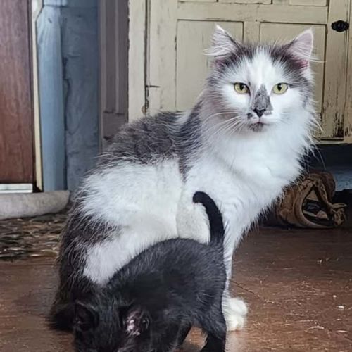 Freya - Domestic Medium Hair (DMH) Cat
