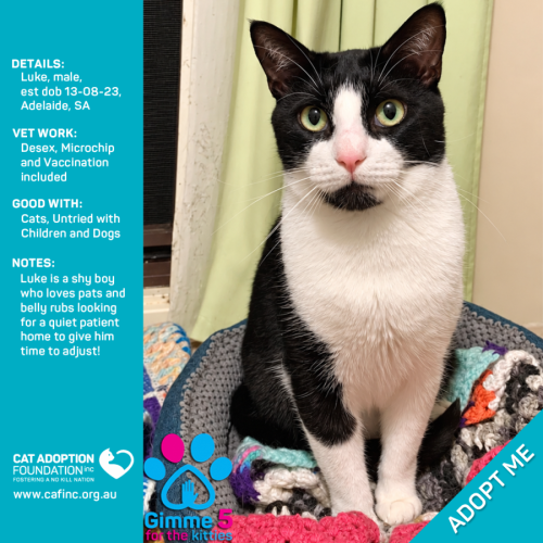 Luke - Domestic Short Hair (DSH) Cat