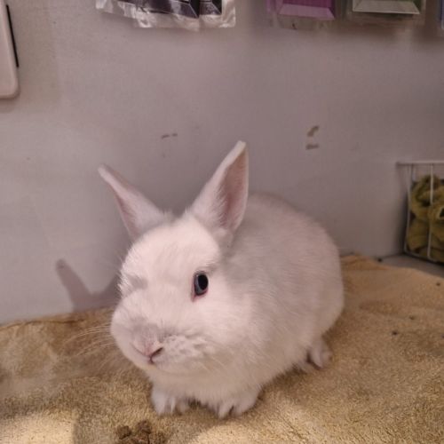 Percius - Netherland Dwarf Rabbit