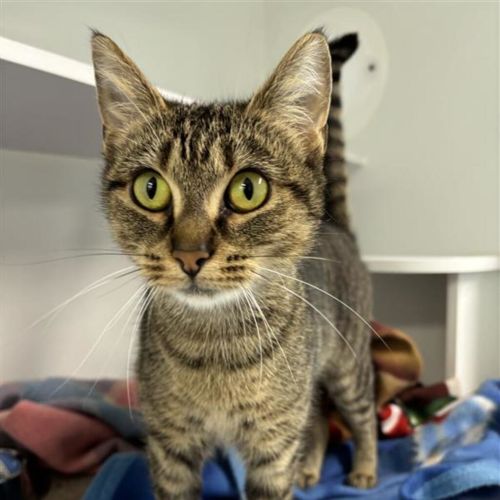 Possum - Domestic Short Hair Cat
