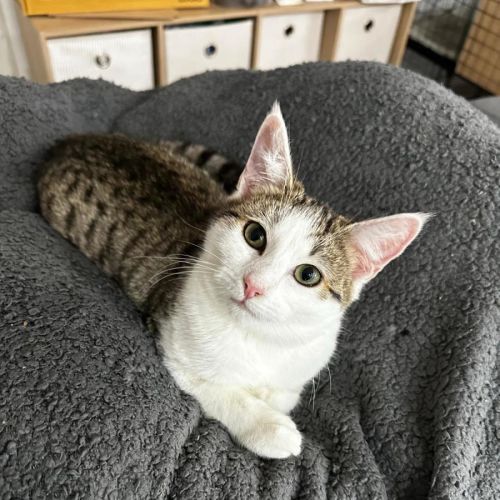 Lululemon - Domestic Short Hair (DSH) Cat