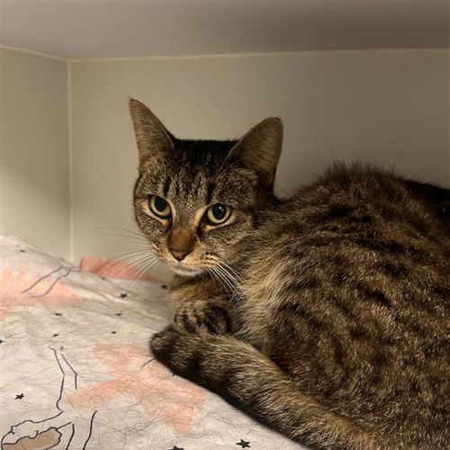 Concetta  - Domestic Short Hair Cat