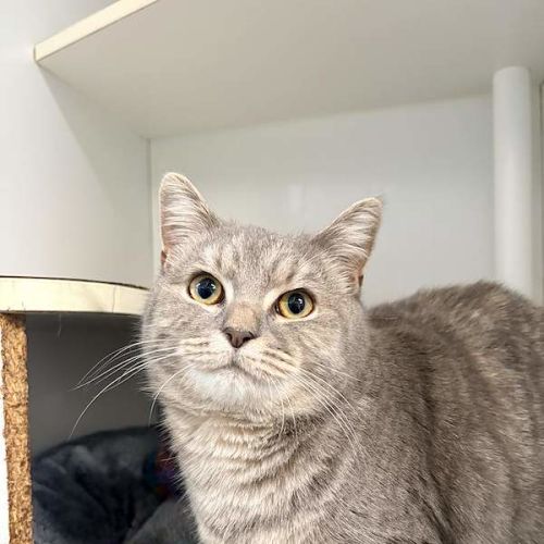 Olga - Russian Blue Cat