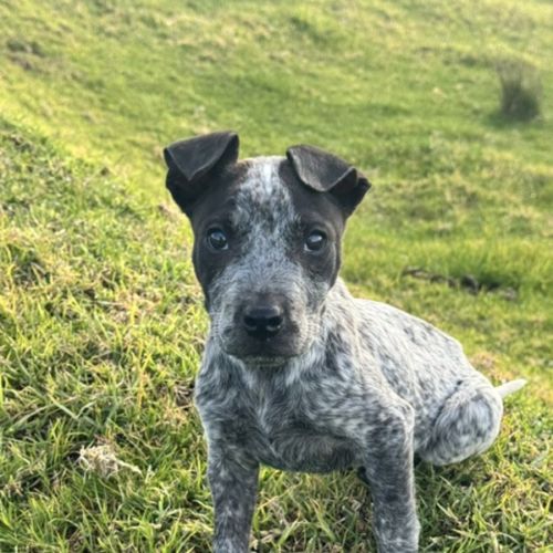Chippewa - Australian Cattle Dog